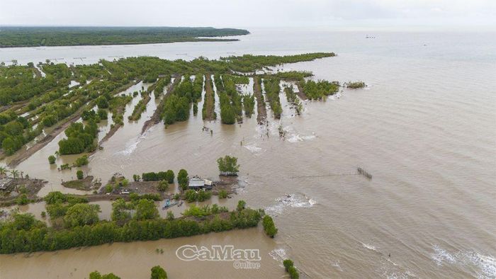 Tại cửa biển Bồ Đề, xã Tân Ân, sóng biển đã tàn phá dãy rừng phòng hộ hơn 100 m và lấn vào vuông tôm của người dân.