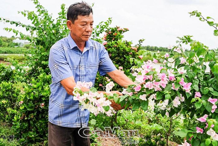 Những hàng rào bông trang, bông giấy... được trồng dọc tuyến lộ, tạo cảnh quan xanh, sạch, đẹp cho ấp Hiệp Vinh.
