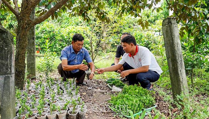 Ông Trần Ngọc Non (bìa trái) chăm sóc bông trang giống để trao tặng người dân trong ấp.