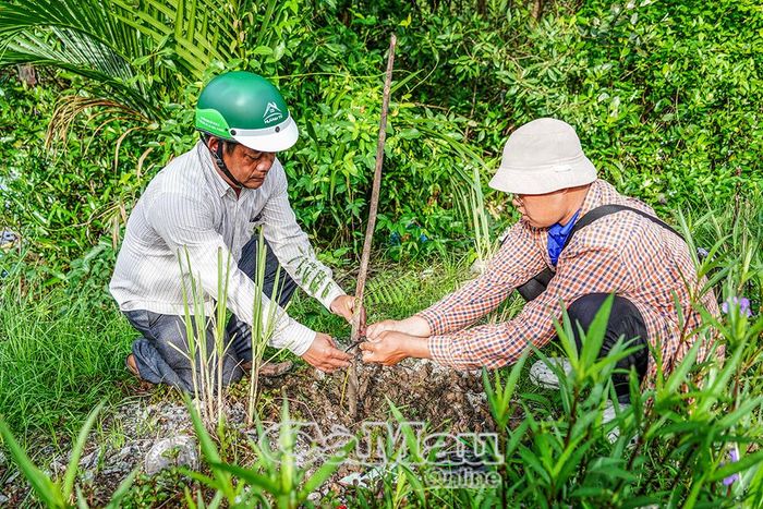 Các tuyến đường xã An Trạch ngày càng khang trang, xanh mát với những hàng rào cây xanh do người dân chung tay vun trồng.