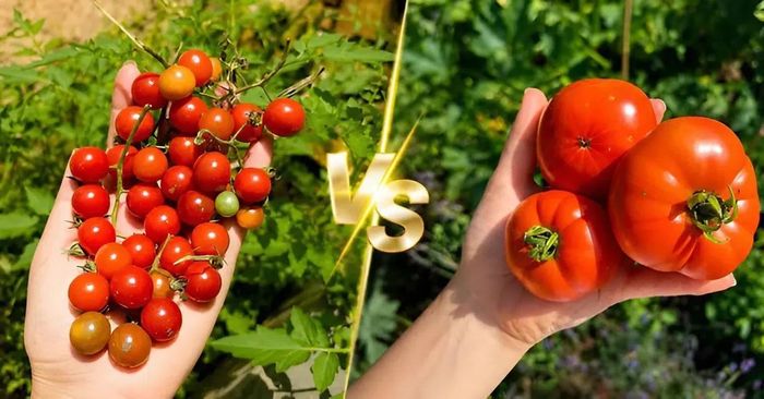 Cà chua bi và cà chua thường cà chua đều là thực phẩm đáng có mặt trong thực đơn hằng ngày