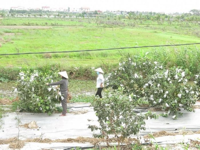 Nông dân xã Quyết Thắng đang thu hoạch ổi. Ảnh nguồn Báo Hải Phòng