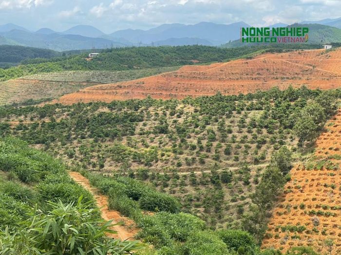 UBND xã Đam Rông 3 xác định vẫn còn tình trạng lấn, chiếm, san, ủi đất lâm nghiệp; một số vị trí người dân đã trồng cà phê, sầu riêng trên diện tích thuộc khu vực dự án của Công ty TNHH SXTM Việt Thổ