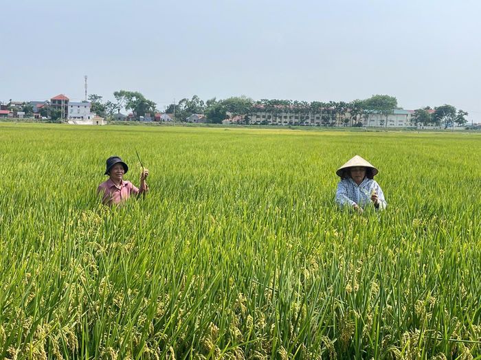 Mô hình sản xuất lúa theo hướng VietGAP tạo ra sản phẩm an toàn, có khả năng truy xuất nguồn gốc nên được doanh nghiệp thu mua với giá cao hơn. Ảnh: PV