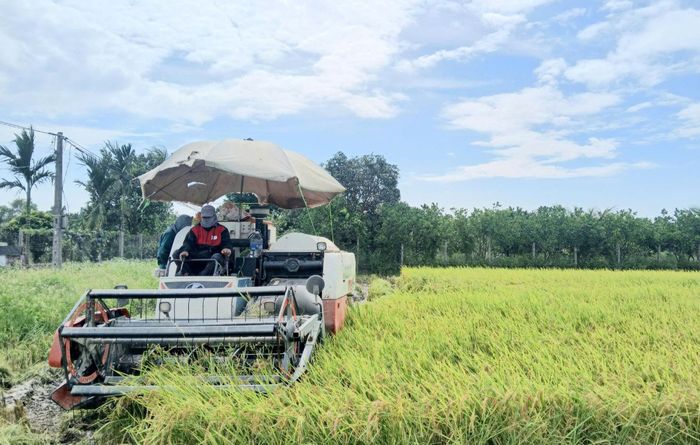 Cơ giới hóa góp phần giảm chi phí sản xuất, hạn chế tổn thất sau thu hoạch, nâng cao năng suất lao động và giải phóng sức lao động cho nông dân. Ảnh: PV