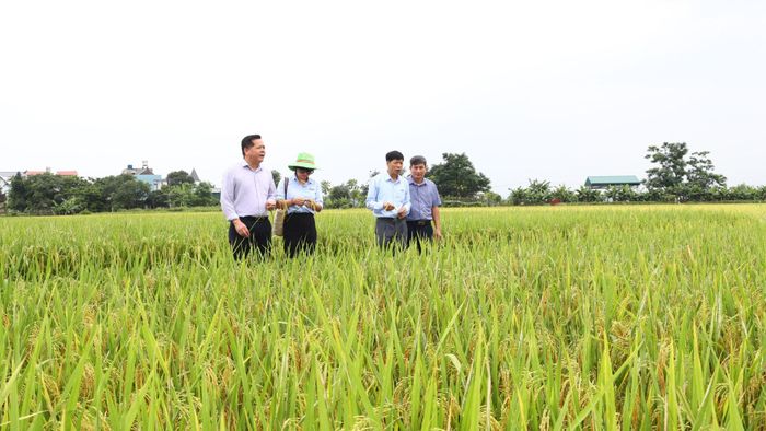 Hà Nội tiếp tục phối hợp với các địa phương mở rộng mô hình sản xuất lúa VietGAP gắn với cơ giới hóa và liên kết tiêu thụ. Ảnh: PV