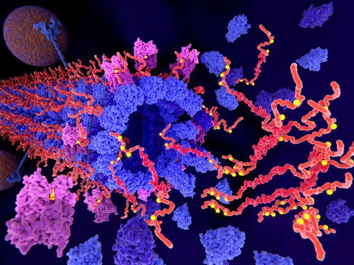 Tau là loại protein độc hại hình thành nên các mảng bám bất thường trong não và là dấu hiệu sinh học hàng đầu cảnh báo bệnh Alzheimer. Hình minh họa: Rare Disease Advisor