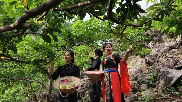 Những vườn na ở La Hiên (Thái Nguyên) bước vào mùa thu hoạch