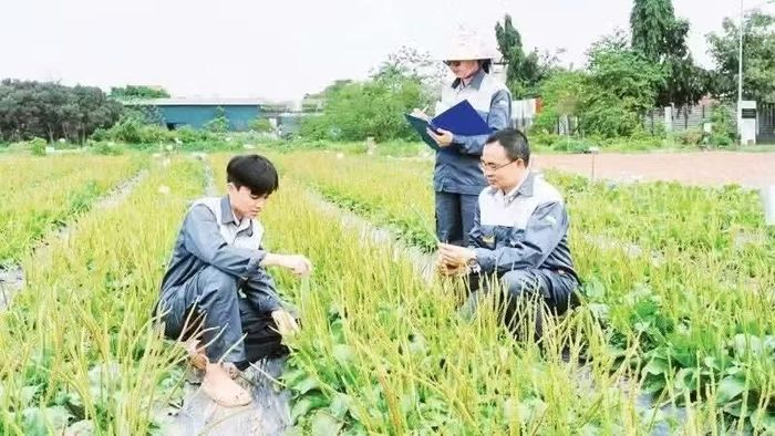 Cán bộ Trung tâm Gen và giống dược liệu quốc gia (Viện Dược liệu) nghiên cứu dược liệu trên thực địa.