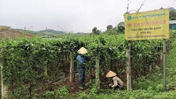 Mỗi năm, Công ty cổ phần Dược liệu Pù Mát trồng và thu mua khoảng 400 tấn nguyên liệu, sản xuất 7 dòng sản phẩm OCOP 4 sao, gồm: Trà túi lọc cà gai leo, Trà túi lọc dây thìa canh, Trà túi lọc giảo cổ lam, Trà hòa tan cà gai leo, Trà hòa tan dây thìa canh, Cao cà gai leo, Cao dây thìa canh) và 4 dòng sản phẩm OCOP 3 sao, gồm: Viên hoàn dây thìa canh, Viên hoàn cà gai leo, Trà túi lọc an thần Pù Mát, Trà túi lọc dây thìa canh lá to.