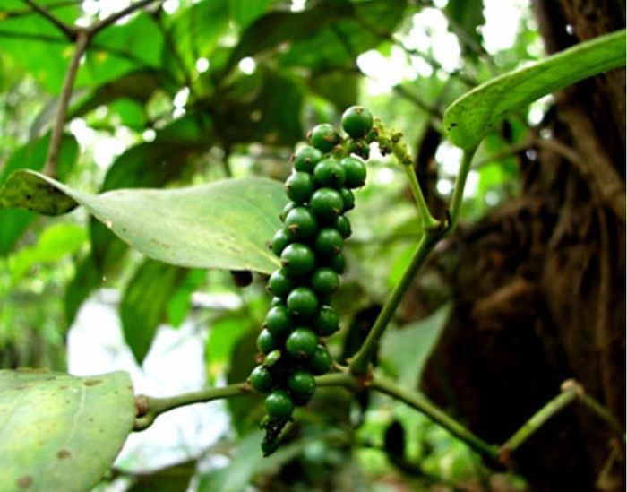 Giá hồ tiêu hôm nay (31-7) tại thị trường trong nước ổn định. Ảnh minh họa