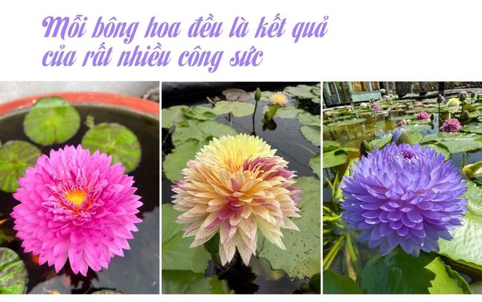 - Trước khi bén duyên với hoa súng, anh từng làm nghề thạch cao. Nhìn lại hành trình khởi nghiệp, có kỷ niệm hoặc cột mốc nào đến nay anh vẫn nhớ nhất và xem đó là động lực để tiếp tục gắn bó với nghề?