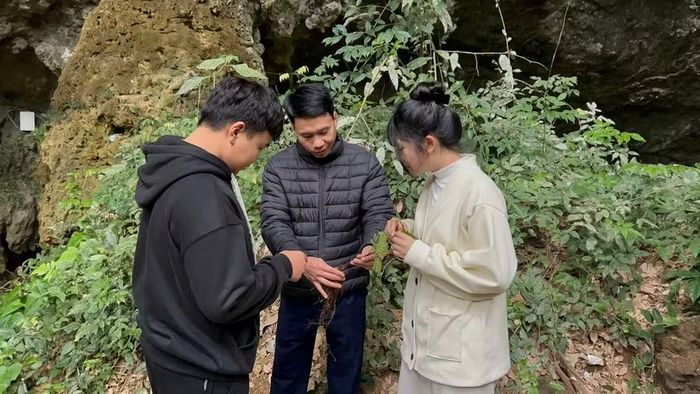 Ba thầy trò cùng tìm hiểu về cây hoàng liên - loài dược liệu chứa nhiều hàm lượng berberine để phục vụ đề tài.