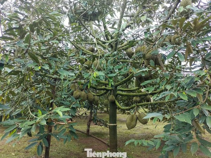 Để hình thành vùng trồng phải tập hợp nhiều hộ cùng tham gia, thống nhất quy trình sản xuất.