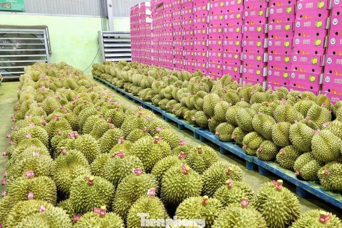Hệ thống mã số vùng trồng, cơ sở đóng gói đang được xây dựng theo hướng chuyên nghiệp.