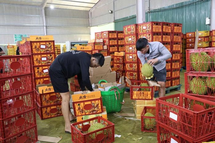 Năm 2026, Lâm Đồng dự kiến đạt khoảng 310.000 tấn sầu riêng được tiêu thụ trong nước và xuất khẩu.