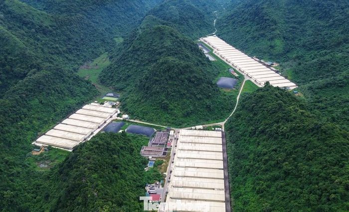 Một góc trang trại lợn của Công ty TNHH Dabaco Thanh Hóa.