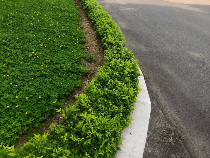 Chuỗi ngọc phổ biến nhờ tán lá dày và khả năng tạo hình linh hoạt.