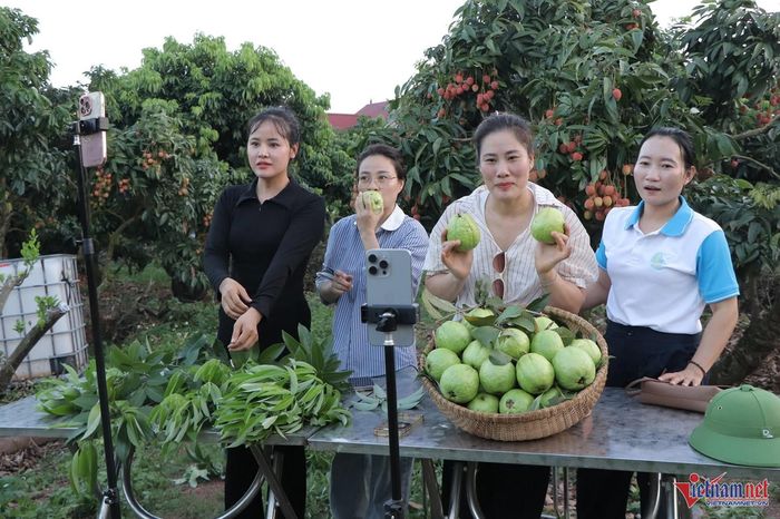 Các buổi livestream ngay tại ruộng/ vườn để bán hàng đã không còn xa lạ với nông dân tại Hải Phòng.