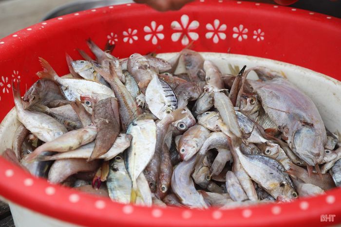 Thức ăn của cá vược chủ yếu là cá tạp.