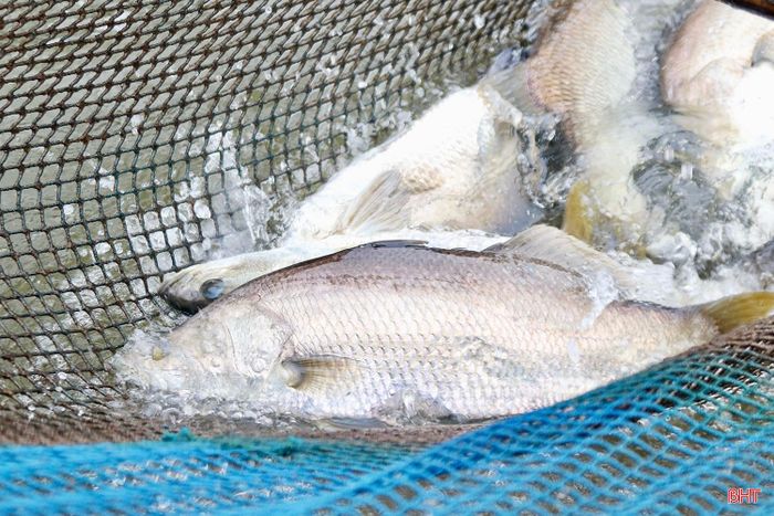 Nuôi cá vược tại cửa sông Nhượng đang mang lại hiệu quả kinh tế khá cho người dân thôn Đồng Phúc.
