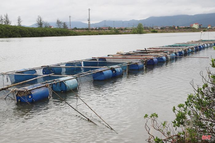 Thôn Đồng Phúc hiện có 6 hộ nuôi cá vược, với tổng 30 lồng.