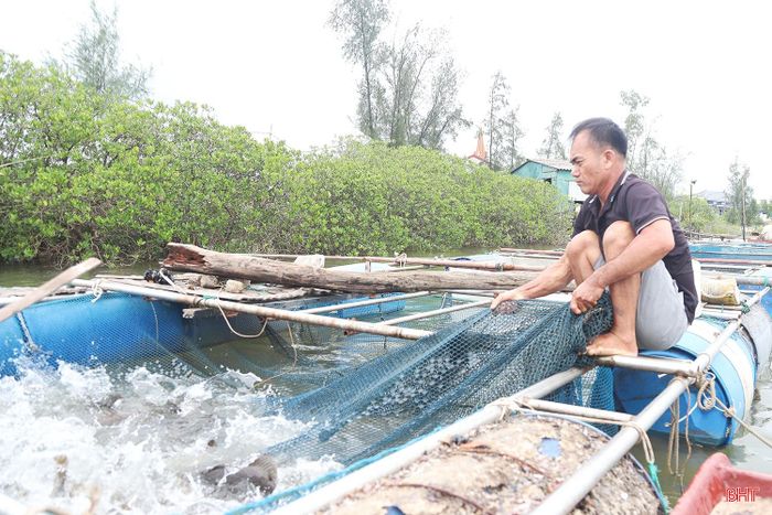 Ông Trần Văn Dũng (thôn Đồng Phúc) hiện đang thả nuôi 7 lồng cá vược.