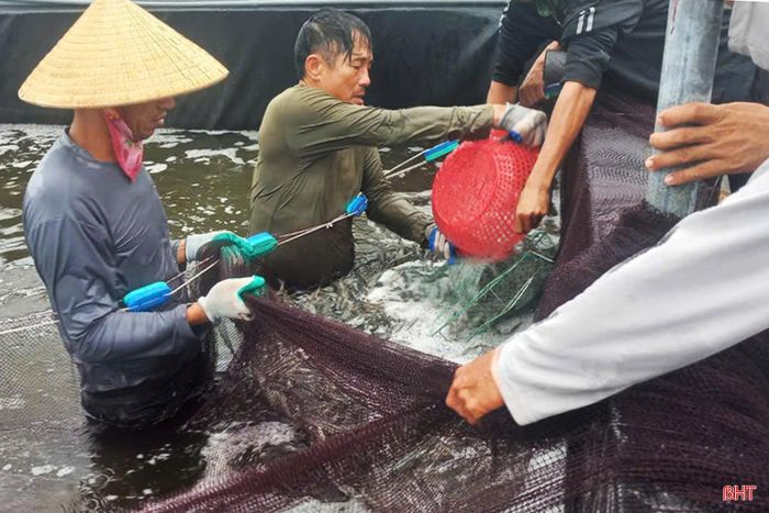 Người nuôi tôm thẻ chân trắng ở thôn Thạch Bằng (xã Lộc Hà) thu hoạch tôm thương phẩm.