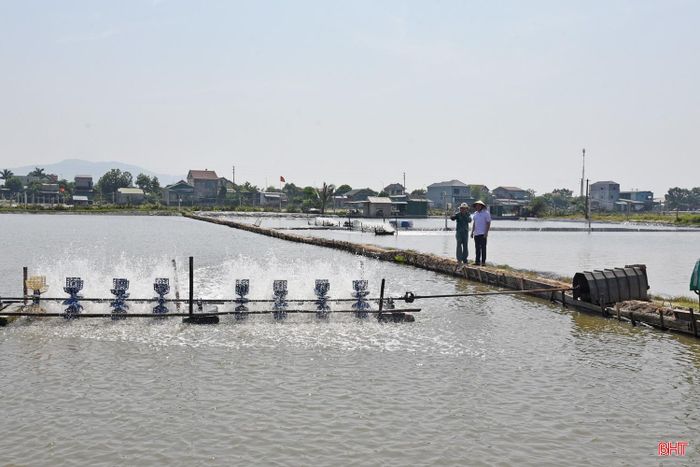 Các mô hình nuôi xen canh tôm sú, tôm thẻ, cua, cá đối mục, cá trô... ở khu nuôi trồng Hà Voọc (phường Trần Phú).