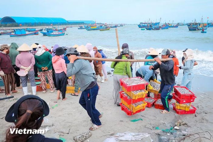 Những khoang thuyền đầy ắp "lộc biển" được trút ra các thúng tròn, khay nhựa để phân loại và phân phối ngay tại bãi biển. (Ảnh: Hoài Nam/Vietnam+)