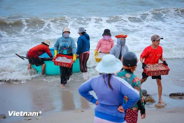 Cư dân địa phương từ lâu đời sống nhờ nghề đi biển, đánh bắt hải sản ven bờ cũng như xa bờ. (Ảnh: Hoài Nam/Vietnam+)