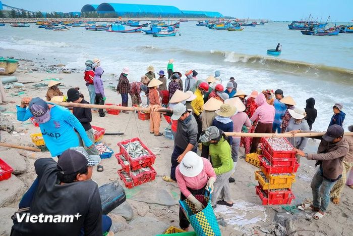 Mặc cho nhịp sống công nghiệp hiện đại đang hiện hữu ngày một rõ nét, những người con của biển nơi đây vẫn miệt mài bám biển, giữ gìn hồn cốt của một làng chài lâu đời. (Ảnh: Hoài Nam/Vietnam+)