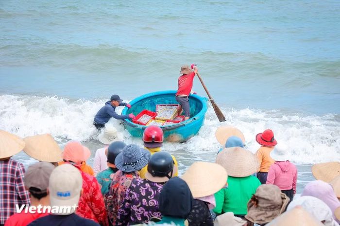 Từng đoàn thuyền nối đuôi nhau rẽ sóng cập bến, mang theo hơi thở mặn mòi và "lộc của biển." (Ảnh: Hoài Nam/Vietnam+)