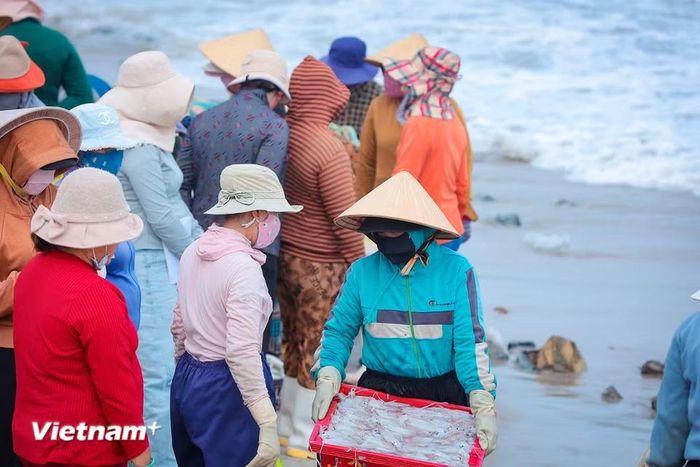 Khi bình minh còn chưa kịp nhuộm hồng chân sóng, bãi cá Vĩnh Tân đã nhộn nhịp người mua bán. (Ảnh: Hoài Nam/Vietnam+)