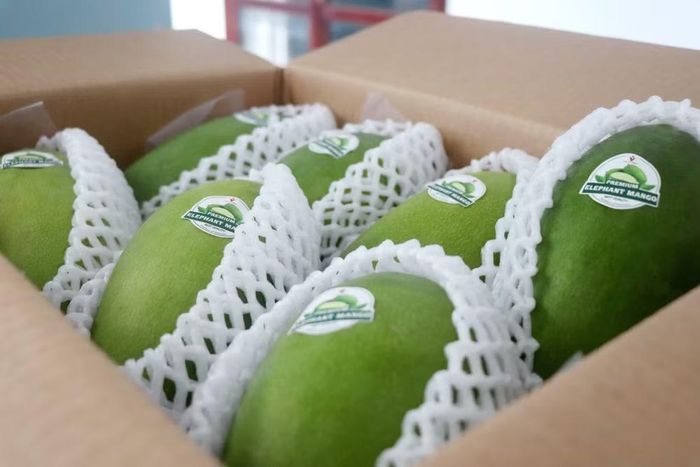 Những quả xoài tượng da xanh của Cần Thơ xuất khẩu. (Ảnh: Thu Hiền/TTXVN)