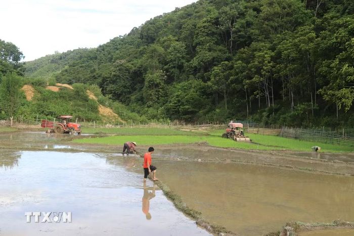 Khi “cơn sốt vàng” được đẩy lùi, người dân xã Yên Na (Nghệ An) tập trung chăm lo phát triển sản xuất nông nghiệp, từng bước ổn định sinh kế và xây dựng cuộc sống bền vững. (Ảnh: Xuân Tiến/TTXVN)