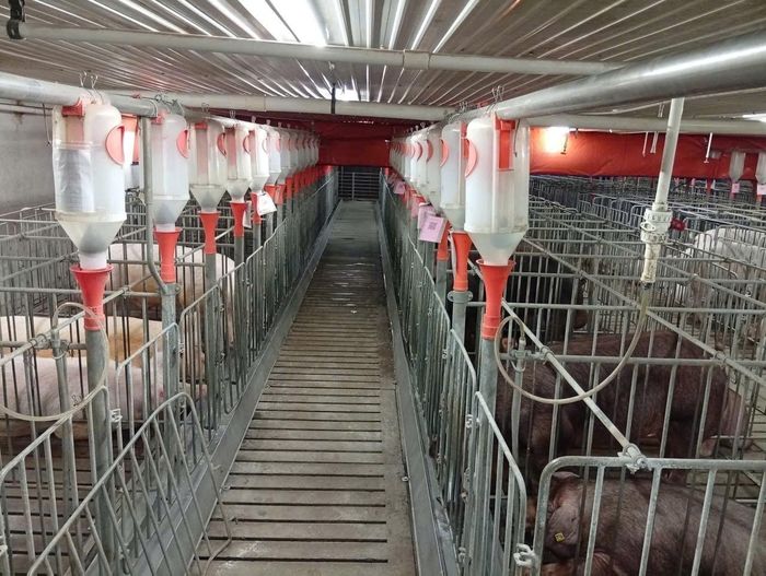 Mô hình chăn nuôi công nghệ cao tại Gia Lai. Ảnh: Hồng Điệp/TTXVN