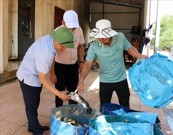 Thống kê ban đầu, tổng số cá bị thiệt hại khoảng 3 tấn. Ảnh: TTXVN phát