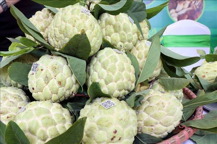 Sản phẩm quả na xã La Hiên đã được chứng nhận OCOP 3 sao.