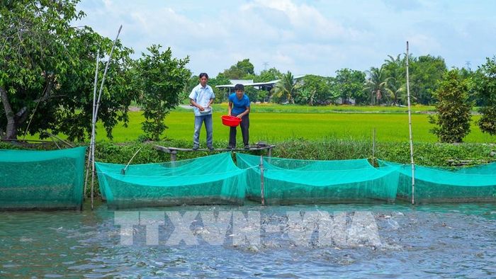 Nguồn vốn tín dụng ưu đãi góp phần hỗ trợ người dân đầu tư phát triển nông nghiệp, mở rộng quy mô sản xuất, tạo sinh kế bền vững tại khu vực nông thôn tỉnh Tây Ninh. Ảnh: Minh Phú - TTXVN