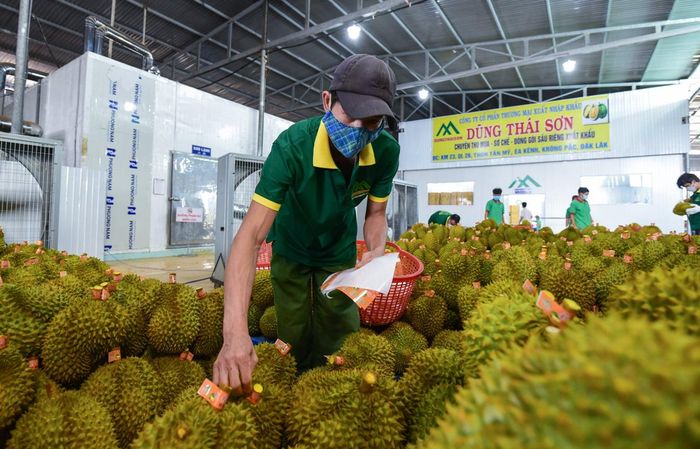 Xuất khẩu sầu riêng ghi nhận nhiều kết quả đáng chú ý thời gian qua. Ảnh: Hoàng Anh