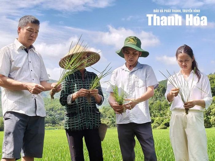 Cán bộ kỹ thuật hướng dẫn Nhân dân xã Thắng Lộc chăm sóc lúa Hạt vàng 36.