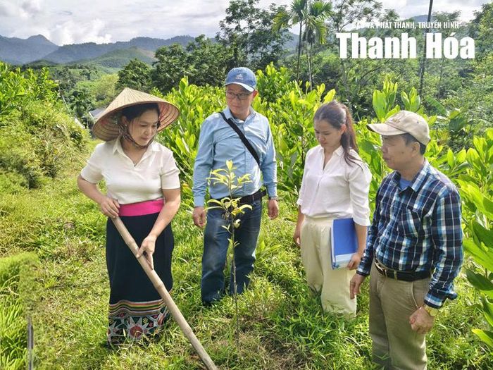 Mô hình trồng cây keo xen cây dổi của gia đình chị Lục Thị Hoa.