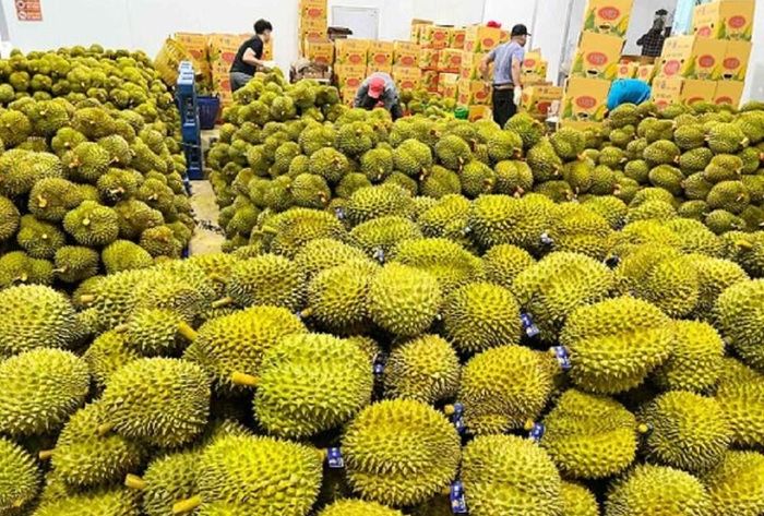 Sầu riêng Việt Nam chính thức được phép xuất khẩu sang Ấn Độ. Ảnh: Đoàn Kiên.