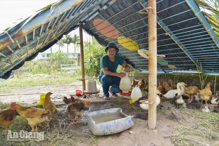 Đàn gà được nuôi theo hướng an toàn, góp phần bổ sung nguồn thực phẩm sạch cho bữa ăn của bộ đội.