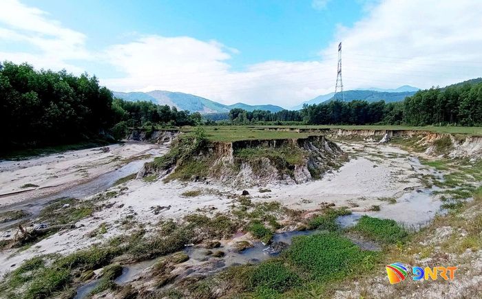 Cánh đồng Bàu Tong bị hoang hóa. Ảnh: HÒA VANG
