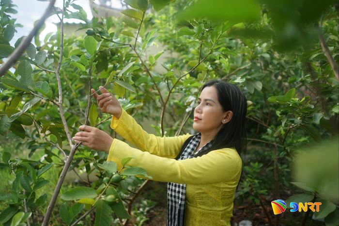 Chị Đỗ Thị Thanh Thúy, Tổ hợp tác Nông sản sạch Tinh Hoa Việt bên vườn ổi rộng gần 10.000m2. Ảnh: XUÂN SƠN