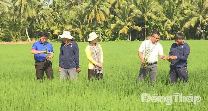 Ruộng lúa ST25 của nông dân Nguyễn Hoài Vững ở xã Trường Khánh,TP. Cần Thơ.