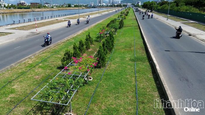 Hoa giấy, cây xanh đường Vành đai 2 - nhánh phía nam đã được chăm sóc phát triển tốt.
