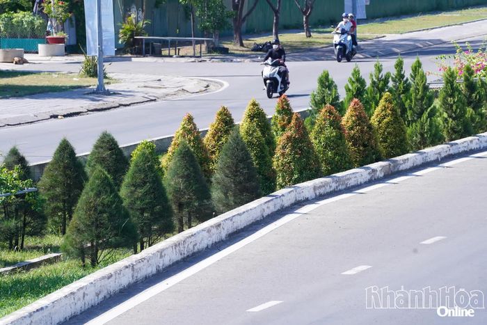 Hàng cây xanh đã được cắt tỉa, chăm sóc tươi tốt.